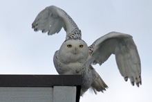 Snowy Owl